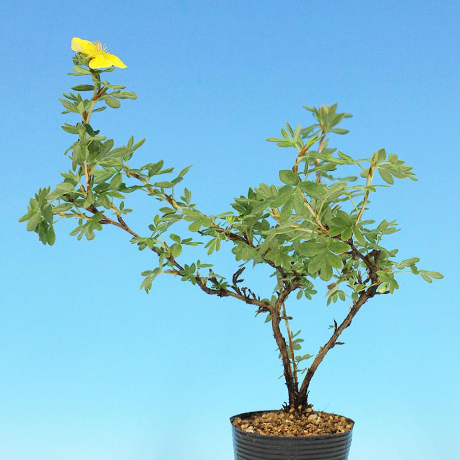 盆栽 金露梅 挿し木4年生 キンロバイ 黄花 黄色い花が咲く花もの盆栽