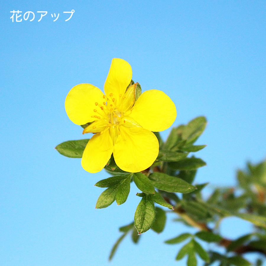 盆栽 金露梅 挿し木4年生 キンロバイ 黄花 黄色い花が咲く花もの盆栽