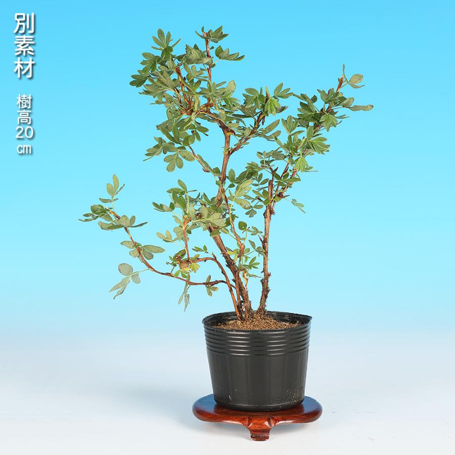 盆栽 金露梅 挿し木4年生 キンロバイ 黄花 黄色い花が咲く花もの盆栽
