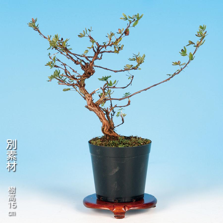 盆栽 金露梅 挿し木4年生 キンロバイ 黄花 黄色い花が咲く花もの盆栽