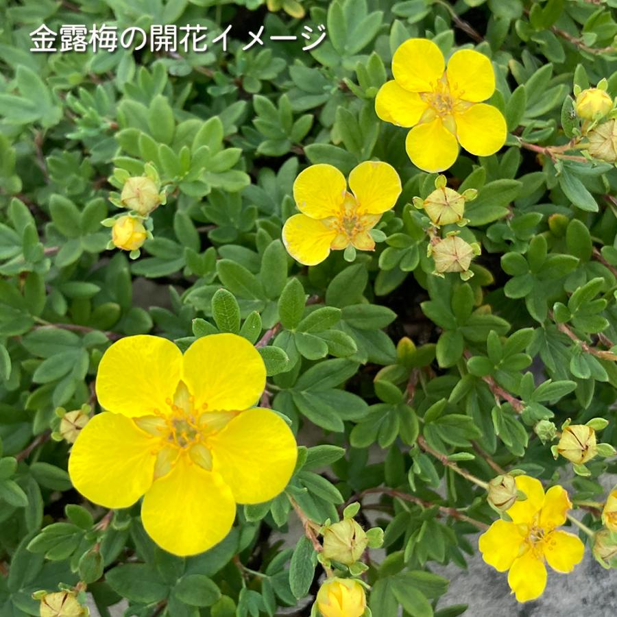 盆栽 金露梅 挿し木4年生 キンロバイ 黄花 黄色い花が咲く花もの盆栽