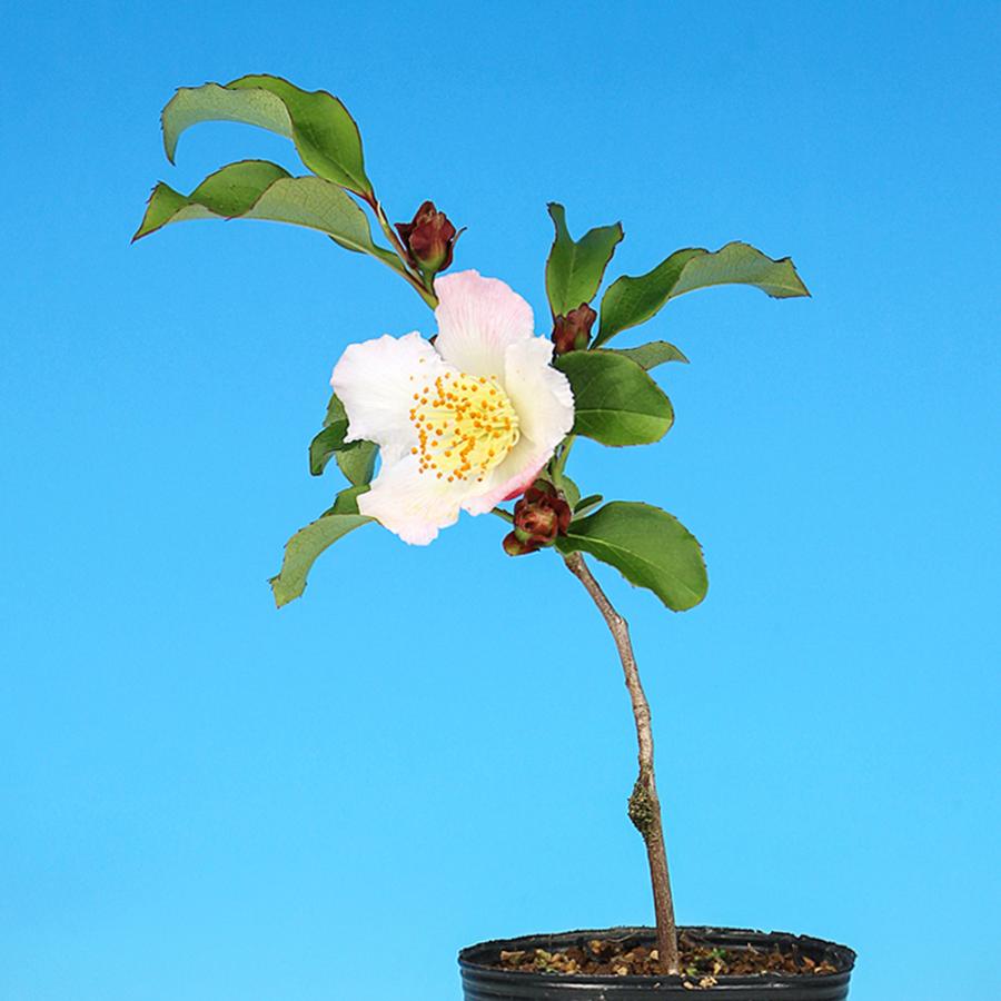盆栽 桃色夏椿 挿し木3年生 ナツツバキ 薄桃色の花 茶花 初夏に咲く