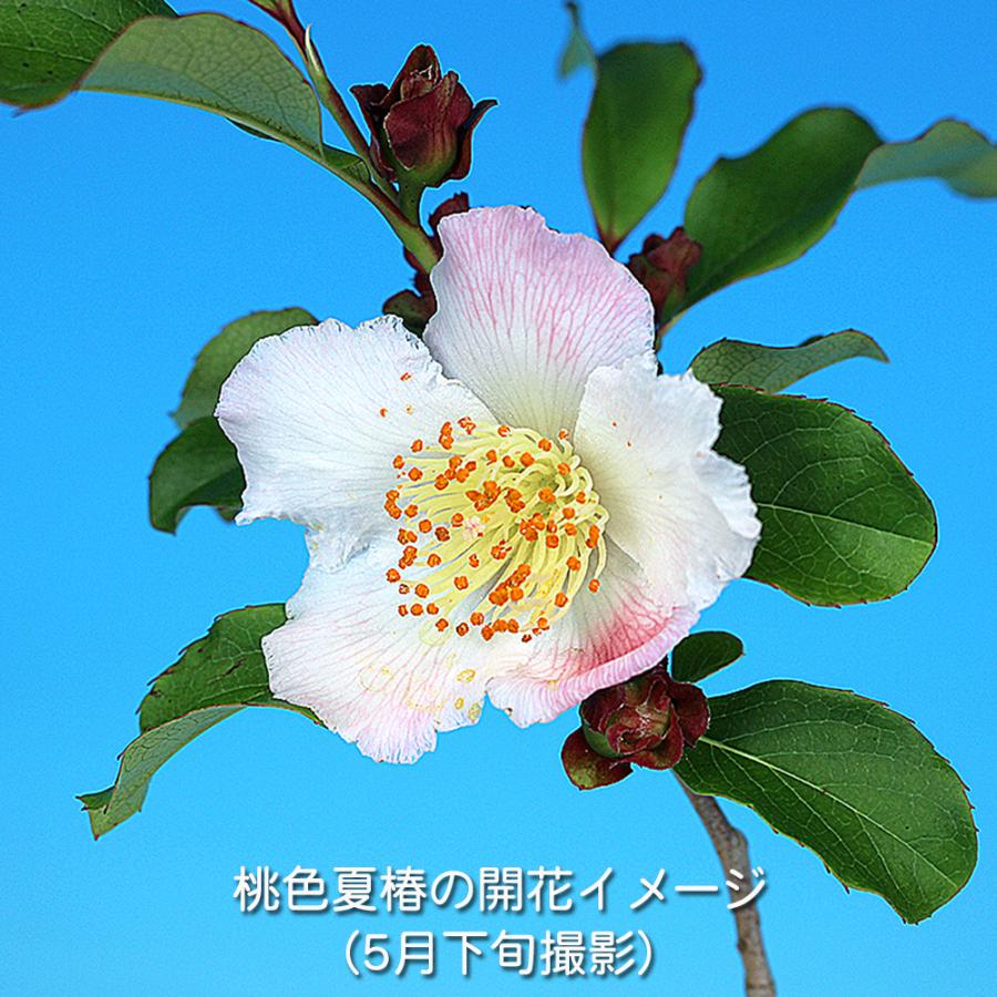 盆栽 桃色夏椿 挿し木3年生 ナツツバキ 薄桃色の花 茶花 初夏に咲く