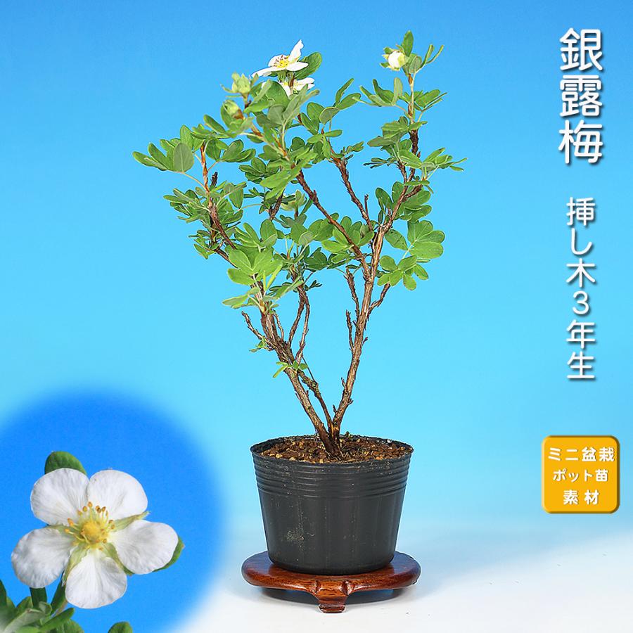 盆栽 銀露梅 挿し木4年生 ギンロバイ 白い花 初夏の花 小品盆栽 ミニ