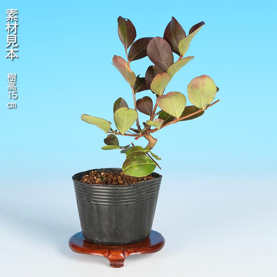盆栽 百日紅 なごり雪 サルスベリ 花物盆栽 小品盆栽 ミニ盆栽 薄紫花