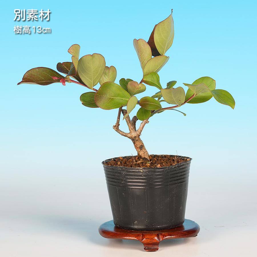 百日紅　小品盆栽 小品盆栽：百日紅*（輪花白丸鉢）さるすべりサルスベリ bonsai : 遊恵