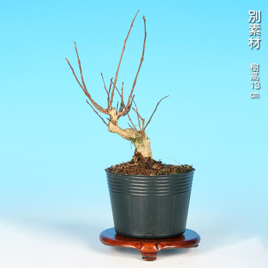 盆栽 百日紅 なごり雪 サルスベリ 花物盆栽 小品盆栽 ミニ盆栽 薄紫花
