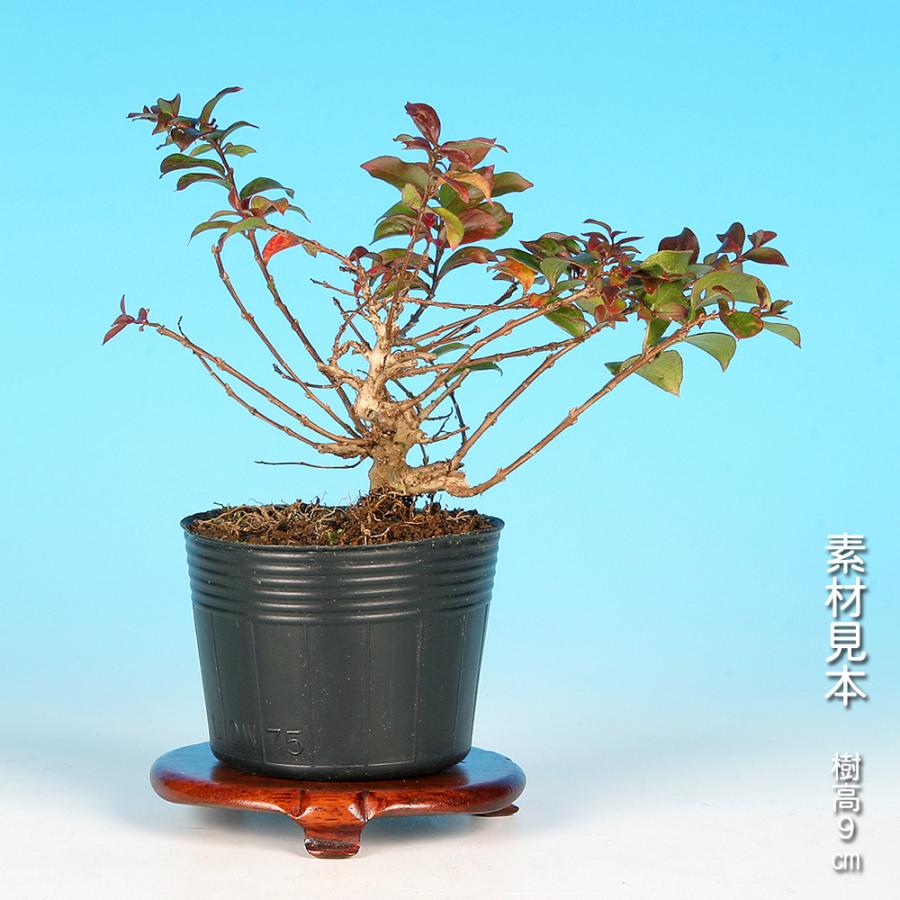 盆栽 『サルスベリ』 花 インテリア 観葉植物 ガーデニング 送料無料 b249 盆栽 百日紅 チカソー 矮性 姫性 サルスベリ 小さく咲く夏の花物盆栽
