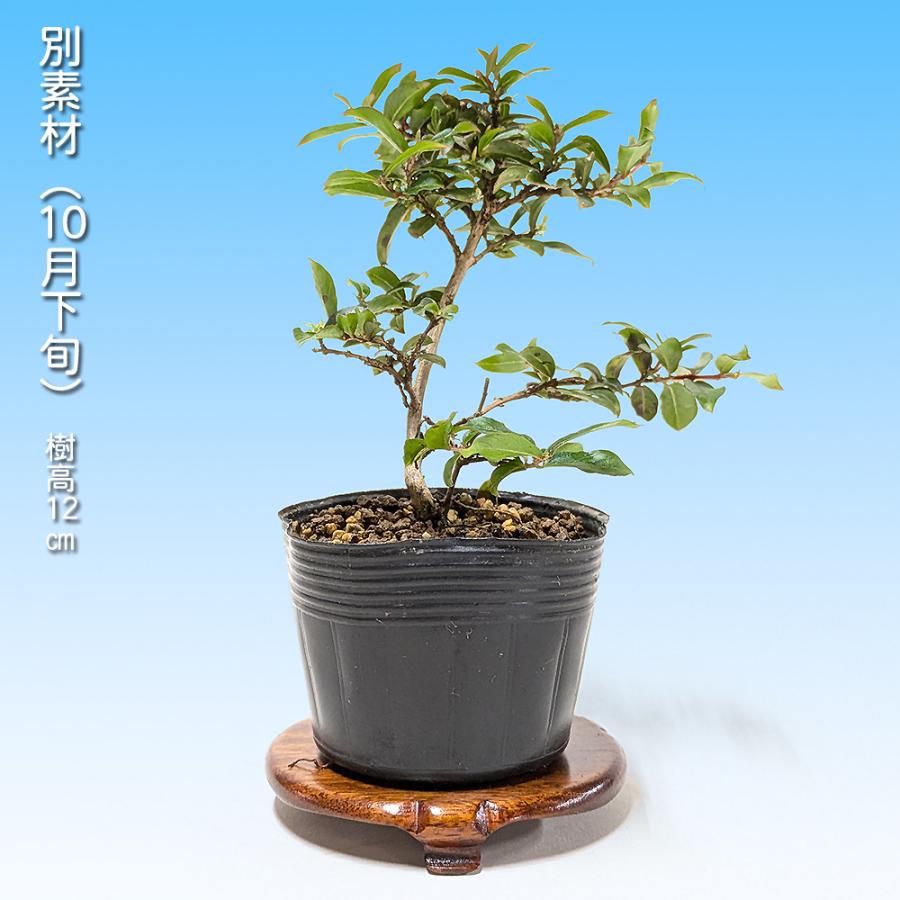盆栽 百日紅 チカソー 矮性 姫性 サルスベリ 小さく咲く夏の花物盆栽