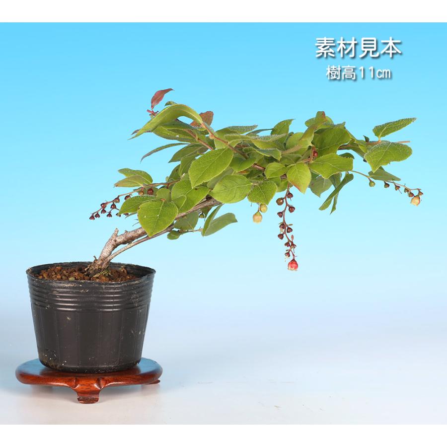 盆栽 夏はぜ 挿し木5年生 ナツハゼ 夏櫨 実物盆栽 花物盆栽 紅葉盆栽