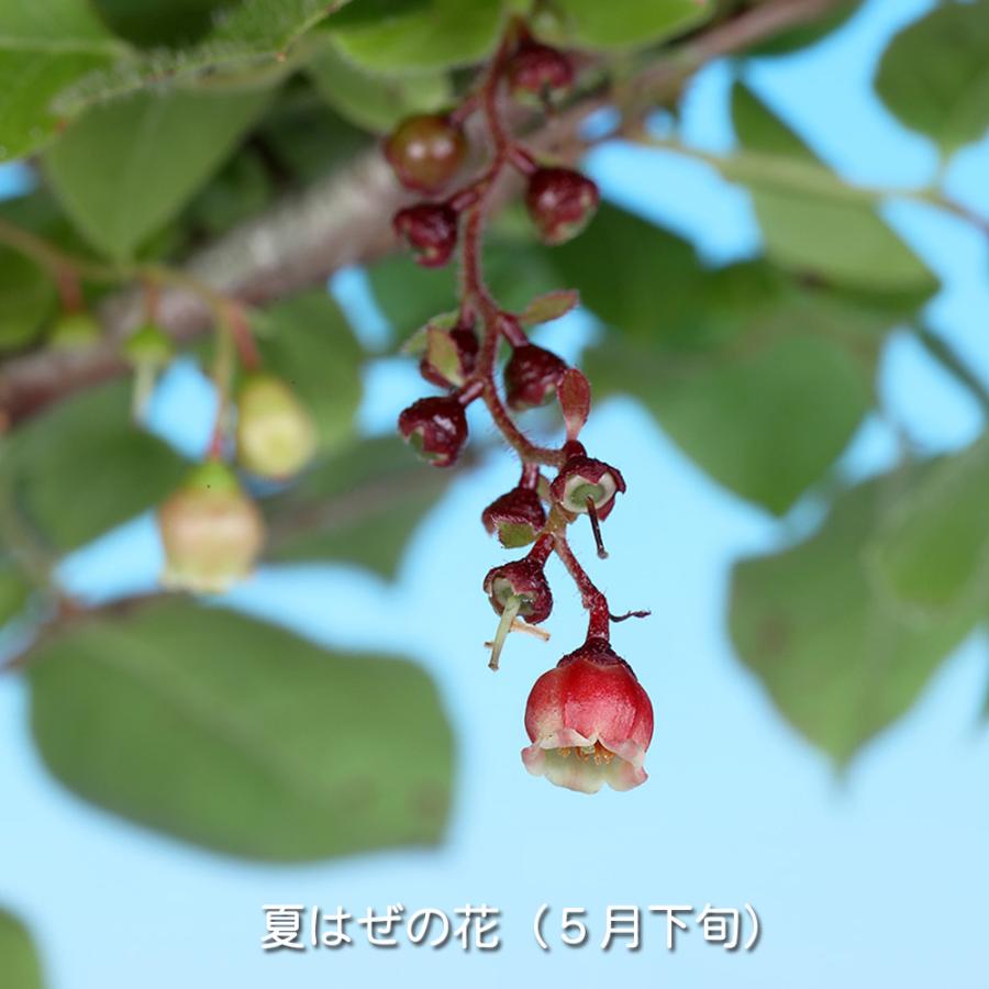 盆栽 夏はぜ 挿し木5年生 ナツハゼ 夏櫨 実物盆栽 花物盆栽 紅葉盆栽
