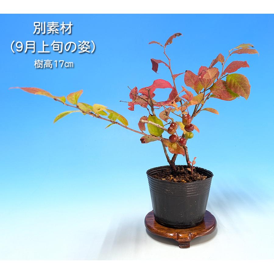 盆栽 夏はぜ 挿し木5年生 ナツハゼ 夏櫨 実物盆栽 花物盆栽 紅葉盆栽