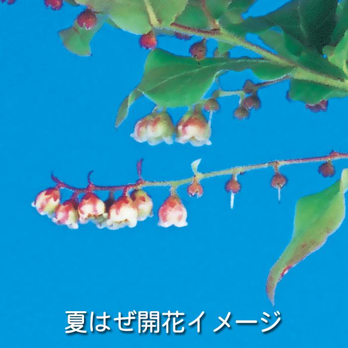 盆栽 夏はぜ 挿し木5年生 ナツハゼ 夏櫨 実物盆栽 花物盆栽 紅葉盆栽