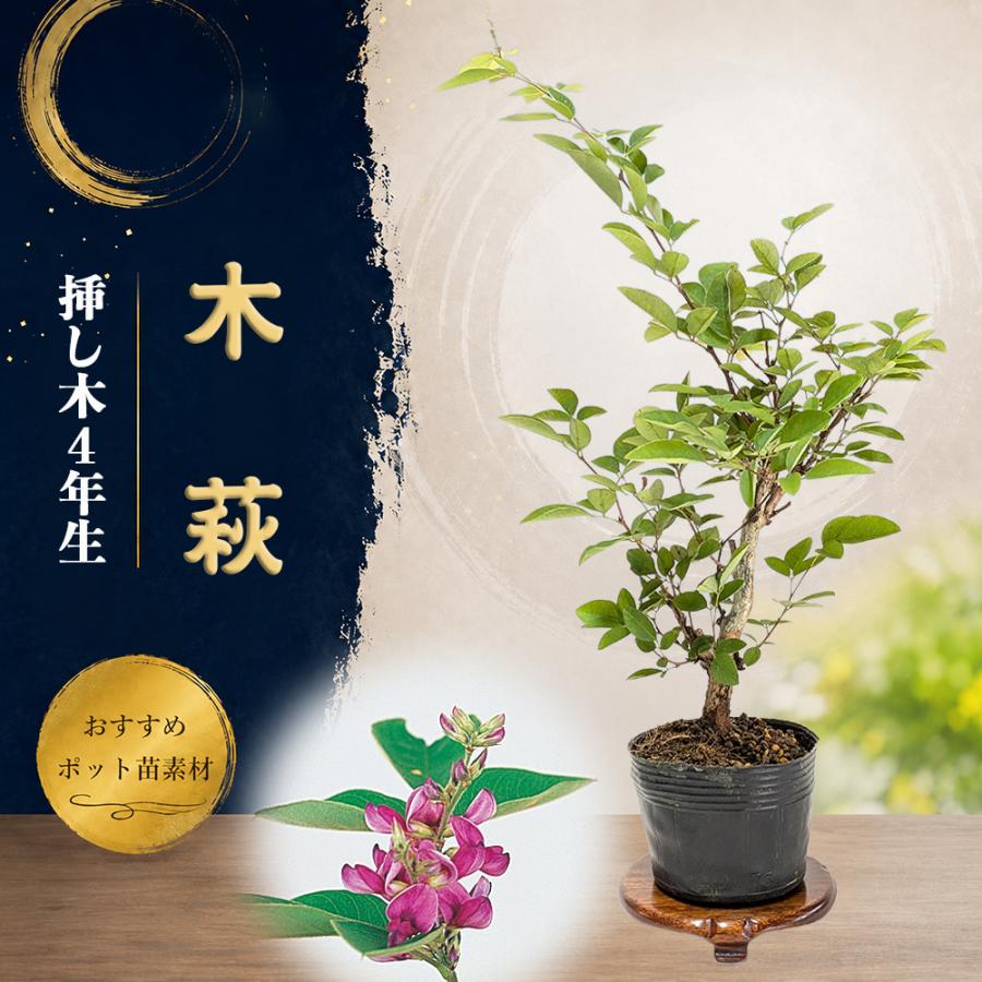 木萩 盆栽 苗木 挿し木4年生 7.5cmポット 花もの盆栽 ミニ盆栽素材 秋