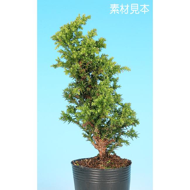八房杉盆栽 ミニ盆栽 「八ッ房瑞寿杉」 : 盆栽彩都ヤフー店 - 通販 - Yahoo