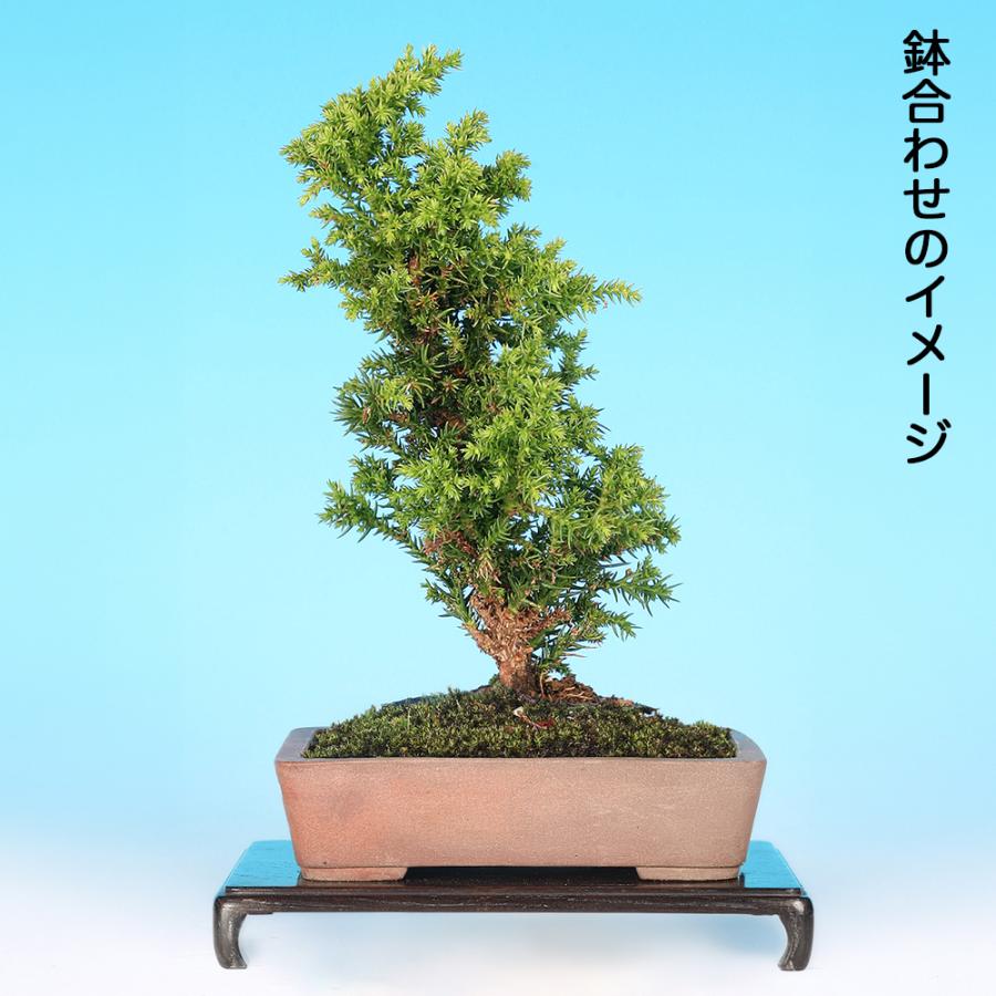 盆栽 八ッ房瑞寿杉 挿し木5年生 スギ 小品盆栽 ミニ盆栽 短葉で節間が