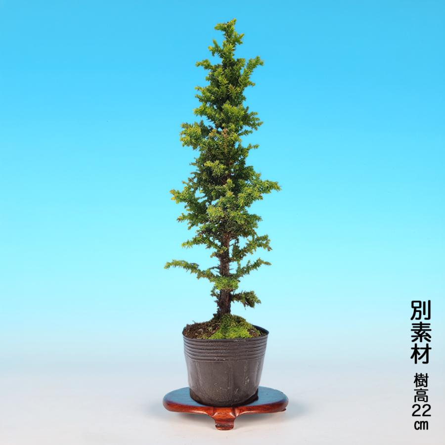 盆栽 八ッ房瑞寿杉 挿し木5年生 スギ 小品盆栽 ミニ盆栽 短葉で節間が