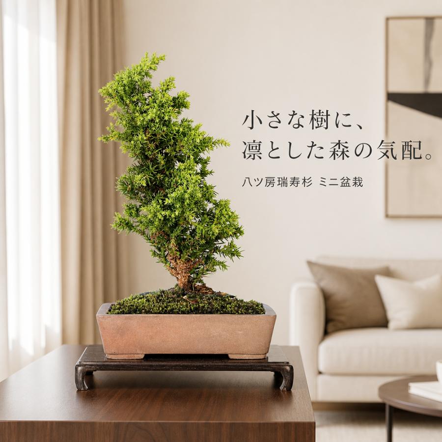 盆栽 八ッ房瑞寿杉 挿し木5年生 スギ 小品盆栽 ミニ盆栽 短葉で節間が