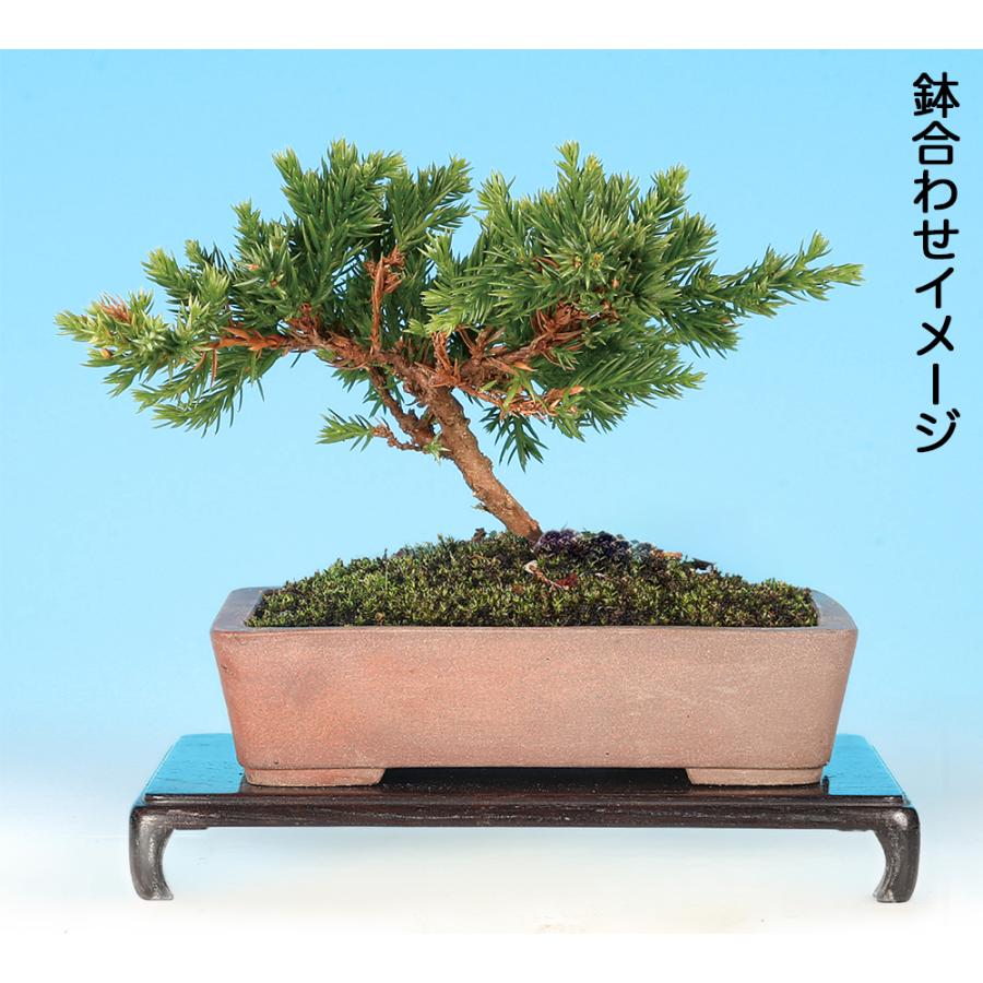 ソナレ　石付き　古木 ソナレ 石付き 古木 小品盆栽 ソナレ そなれ 商品の説明【商品説明