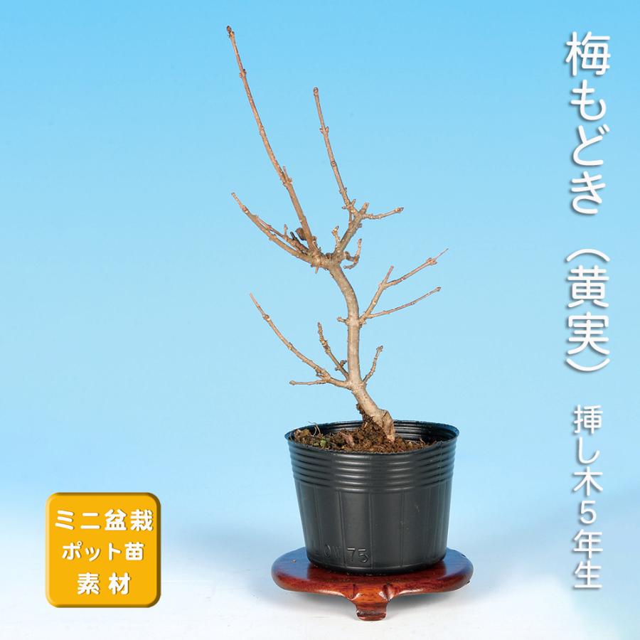 盆栽 梅もどき 黄実 梅擬 ウメモドキ うめもどき 小品盆栽 ミニ盆栽