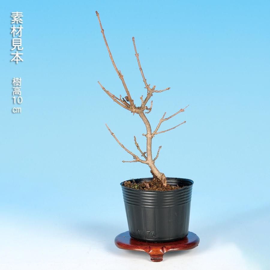 盆栽 梅もどき 黄実 梅擬 ウメモドキ うめもどき 小品盆栽 ミニ盆栽
