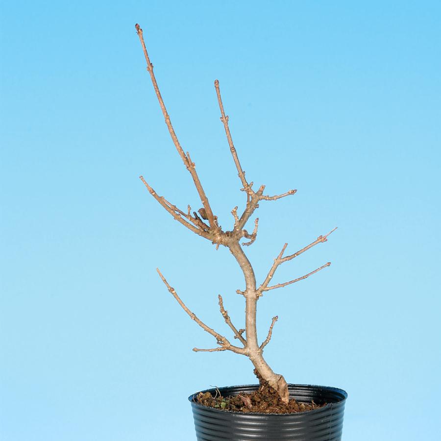 盆栽 梅もどき 黄実 梅擬 ウメモドキ うめもどき 小品盆栽 ミニ盆栽