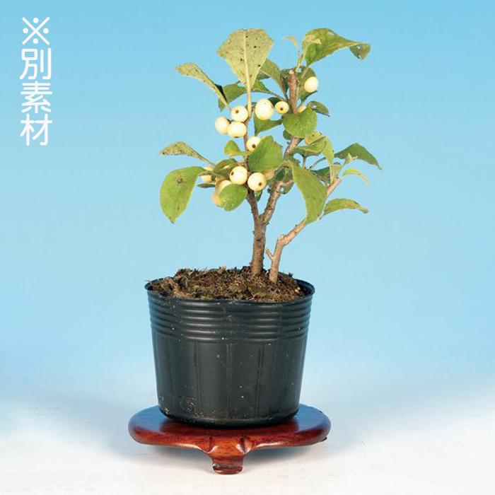 盆栽 梅もどき 黄実 梅擬 ウメモドキ うめもどき 小品盆栽 ミニ盆栽