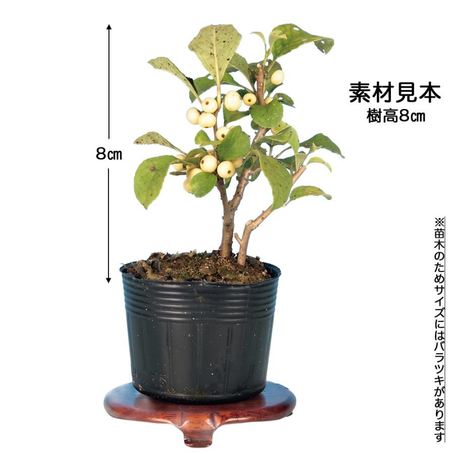 盆栽 梅もどき 黄実 挿し木5年生 7.5cmポット 実物盆栽 うめもどき