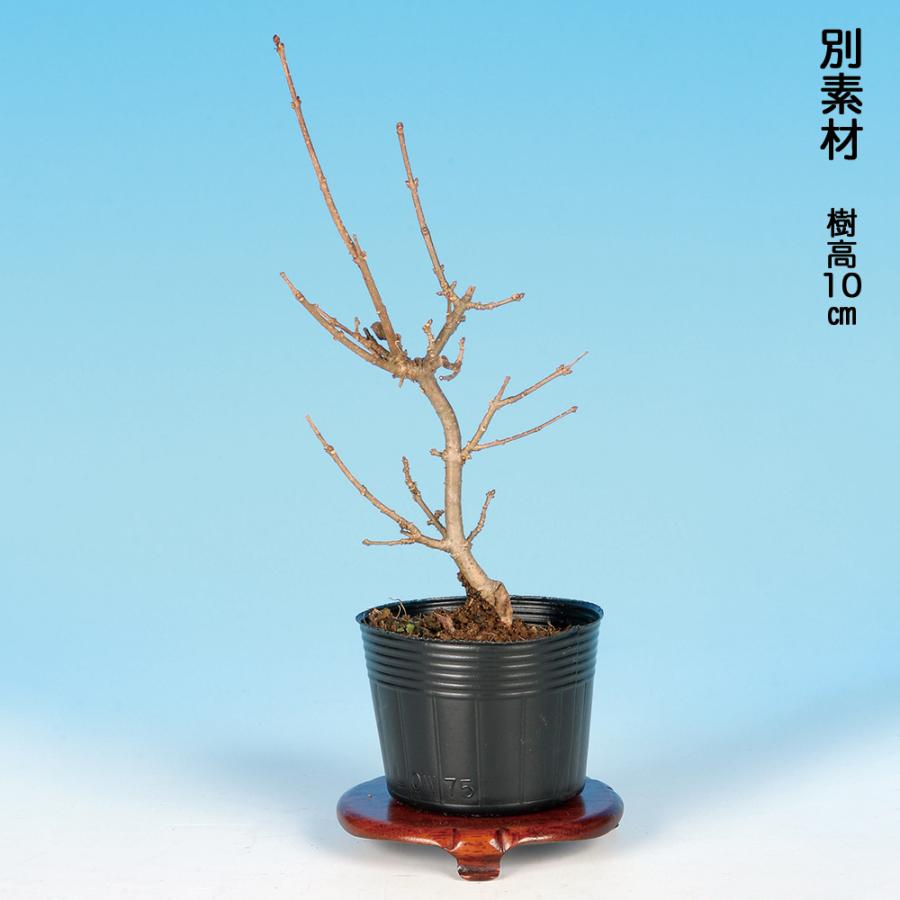 盆栽 梅もどき 黄実 挿し木5年生 7.5cmポット 実物盆栽 うめもどき
