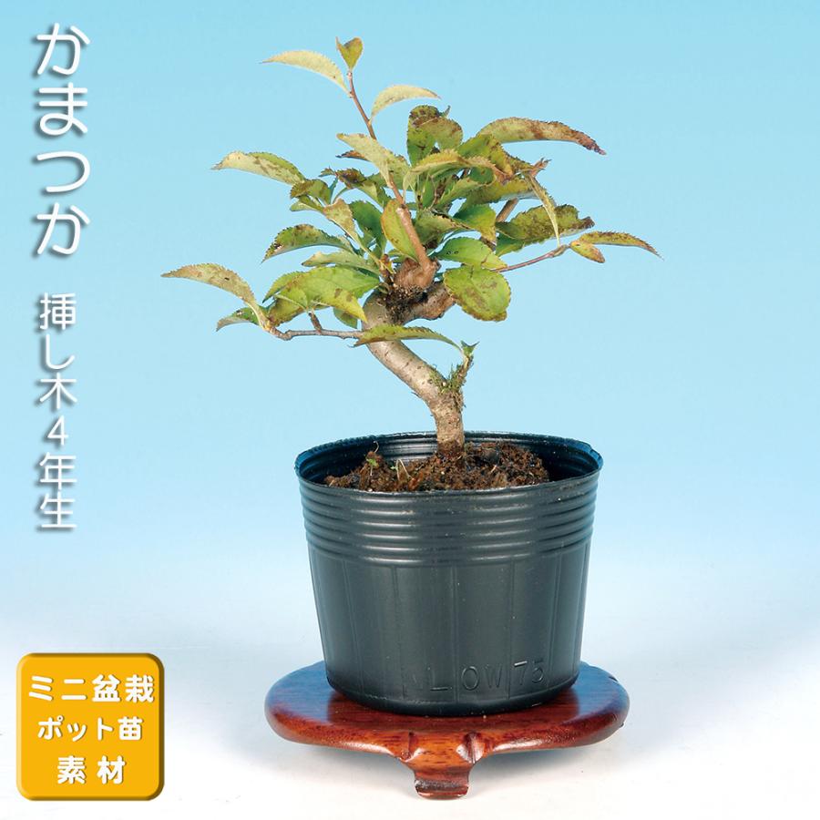 盆栽 かまつか カマツカ 鎌柄 小品盆栽 ミニ盆栽 実物盆栽 盆栽素材