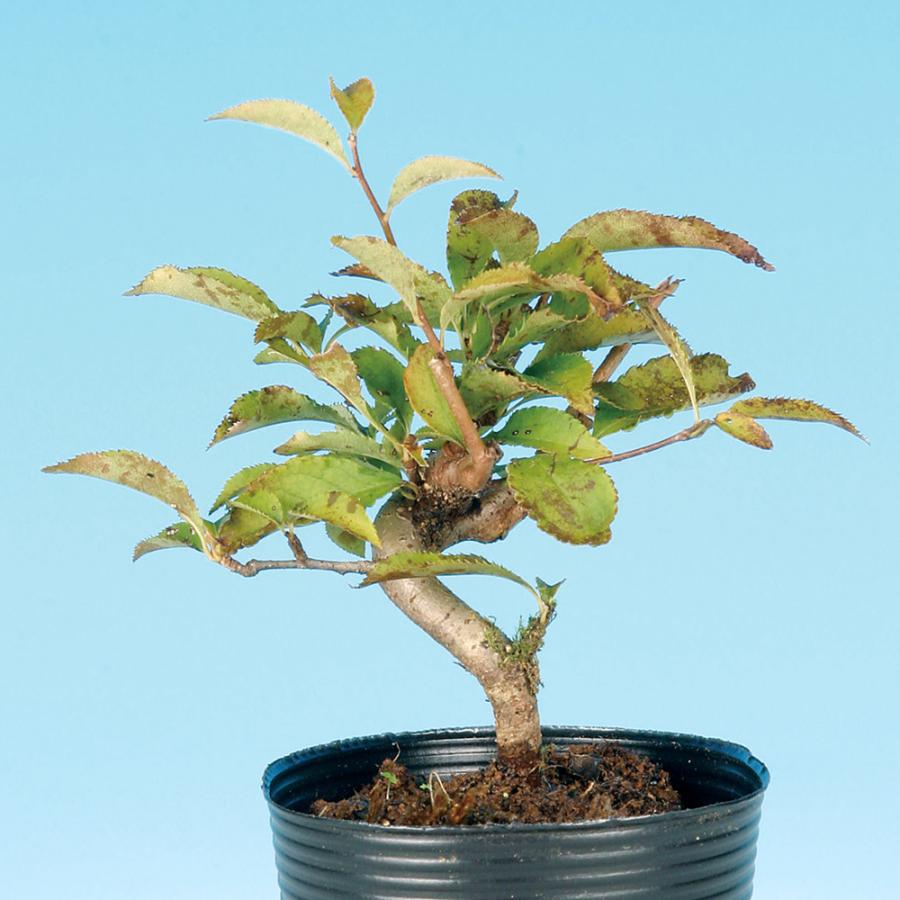 盆栽 かまつか カマツカ 鎌柄 小品盆栽 ミニ盆栽 実物盆栽 盆栽素材