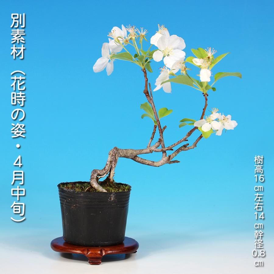 盆栽 姫りんご 根伏せ7年生 林檎 りんご リンゴ ヒメリンゴ 赤実 小型