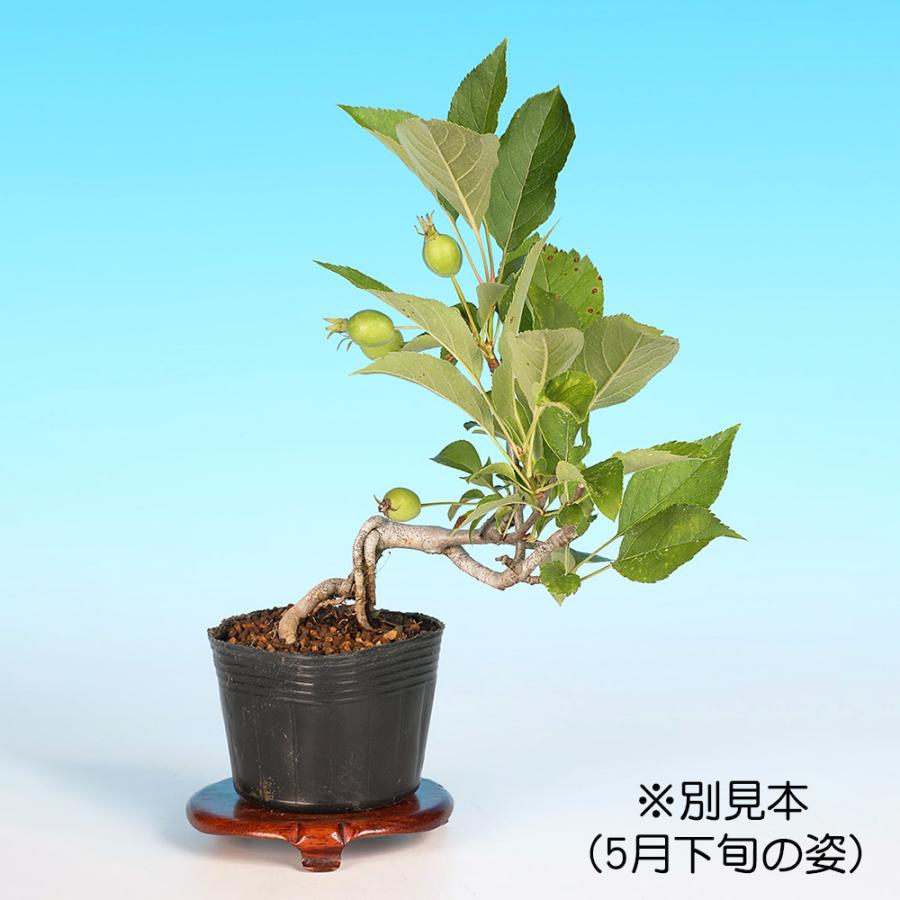 盆栽 姫りんご 根伏せ7年生 林檎 りんご リンゴ ヒメリンゴ 赤実 小型