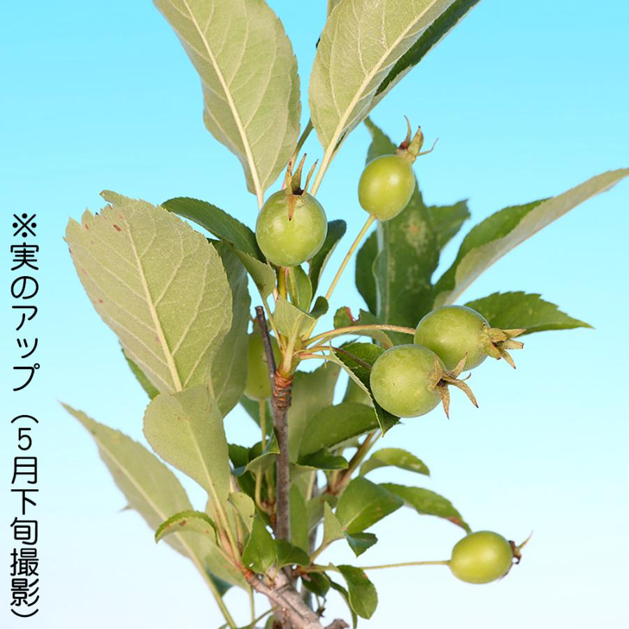 盆栽 姫りんご 根伏せ7年生 林檎 りんご リンゴ ヒメリンゴ 赤実 小型