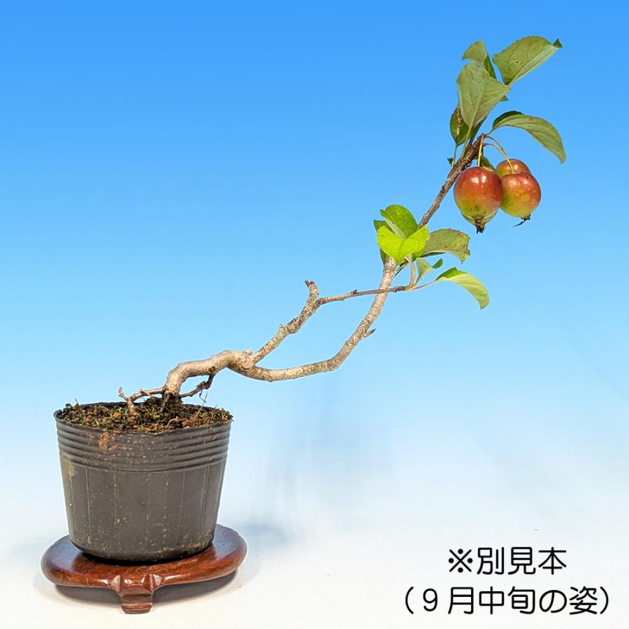 盆栽 姫りんご 根伏せ7年生 林檎 りんご リンゴ ヒメリンゴ 赤実 小型