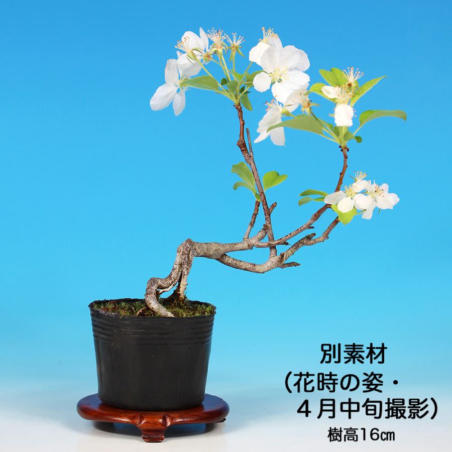 盆栽 姫りんご 根伏せ5年生 林檎 リンゴ 赤実 ミニ盆栽 実物盆栽 小品