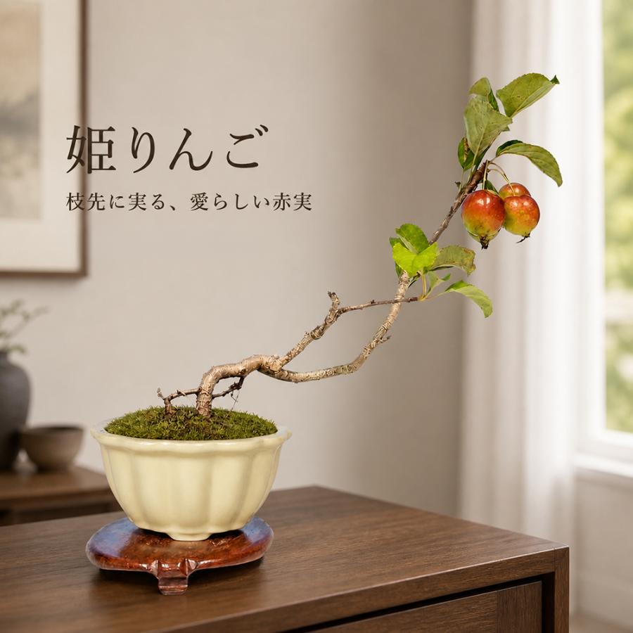 盆栽 姫りんご 根伏せ5年生 林檎 リンゴ 赤実 ミニ盆栽 実物盆栽 小品