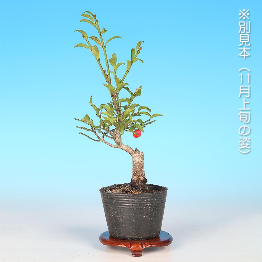 盆栽 小姓まゆみ こまゆみ コマユミ 小品盆栽 ミニ盆栽 雑木 実もの