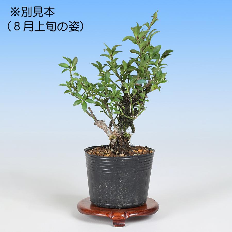 盆栽 小姓まゆみ こまゆみ コマユミ 小品盆栽 ミニ盆栽 雑木 実もの