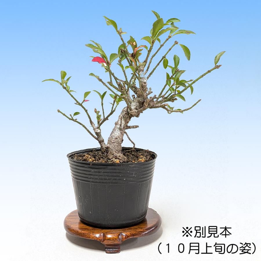 盆栽 小姓まゆみ こまゆみ コマユミ 小品盆栽 ミニ盆栽 雑木 実もの