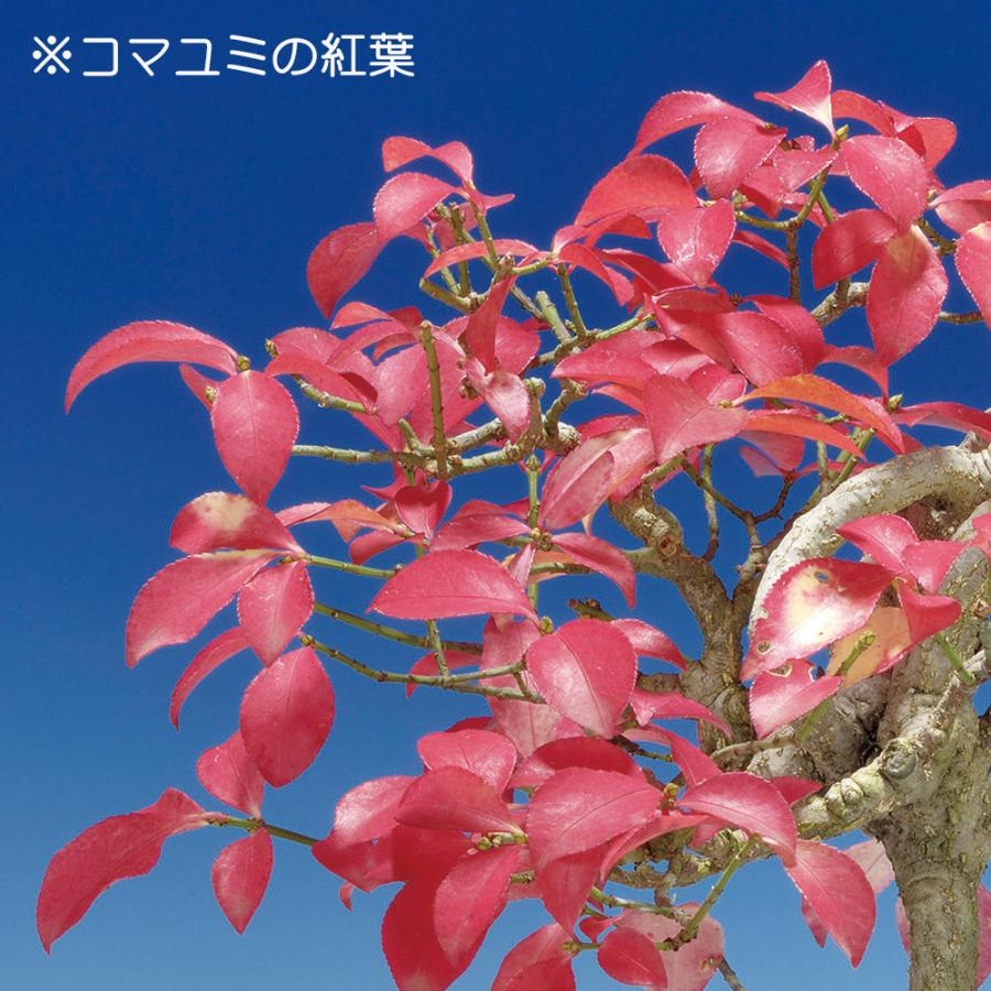 盆栽 小性まゆみ 挿し木6年生 こまゆみ コマユミ 八ッ房 ミニ盆栽 小品