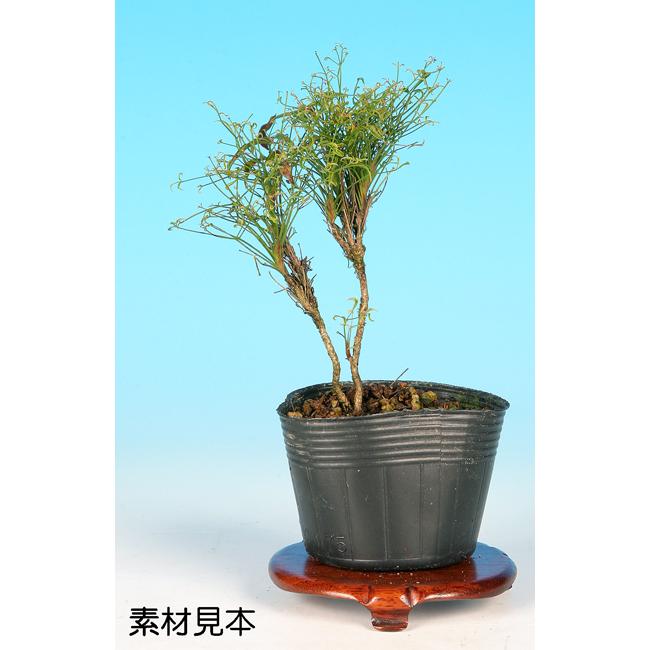 高評価の贈り物 錦糸南天 祝鶴