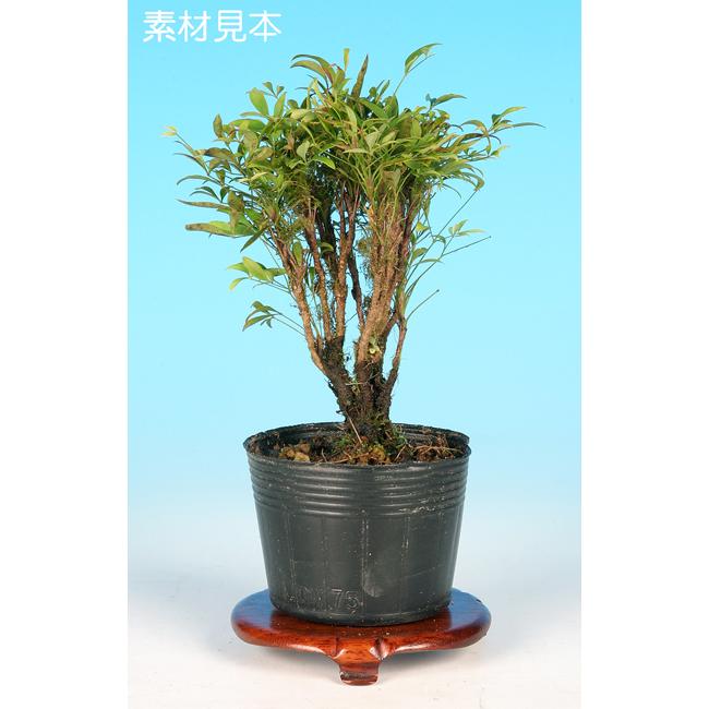 獅子丸六角盆栽鉢