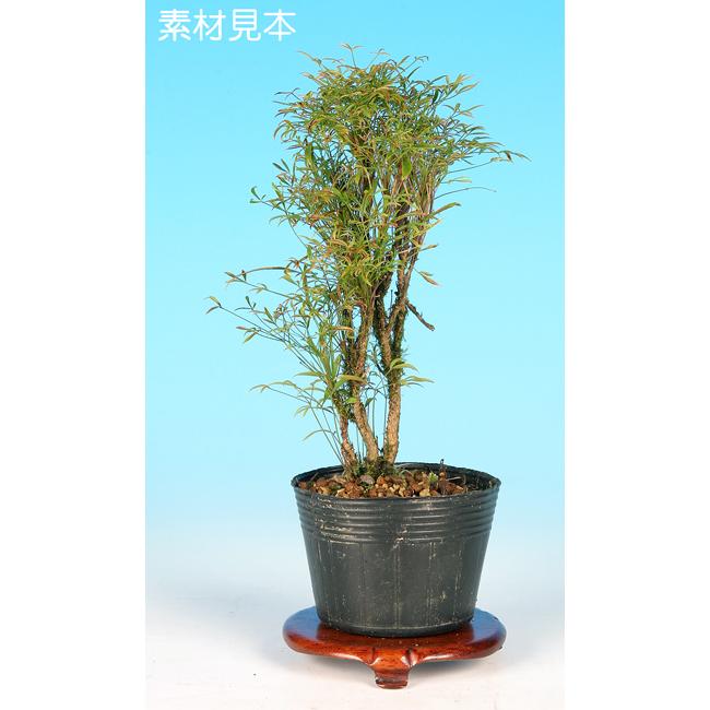 ミニ盆栽 「錦糸南天〔玉鶴〕」 : 盆栽彩都ヤフー店 - 通販 - Yahoo