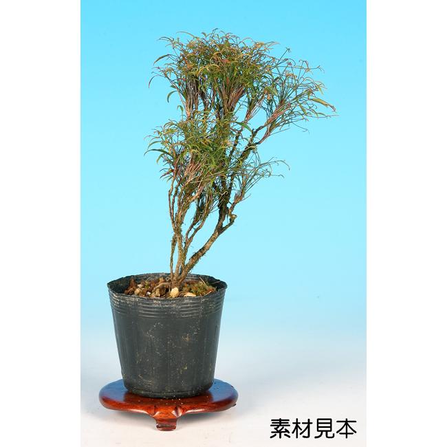 盆栽 皐月(関守の采の八重) 上下24cm 盆栽 2024 皐月(関守の采の八重