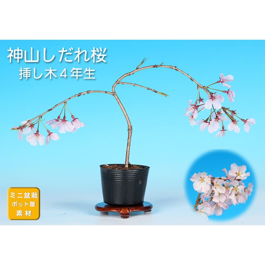 しだれ桜の盆栽 盆栽 桜 神山しだれ桜 サクラ さくら シダレ桜 シダレザクラ