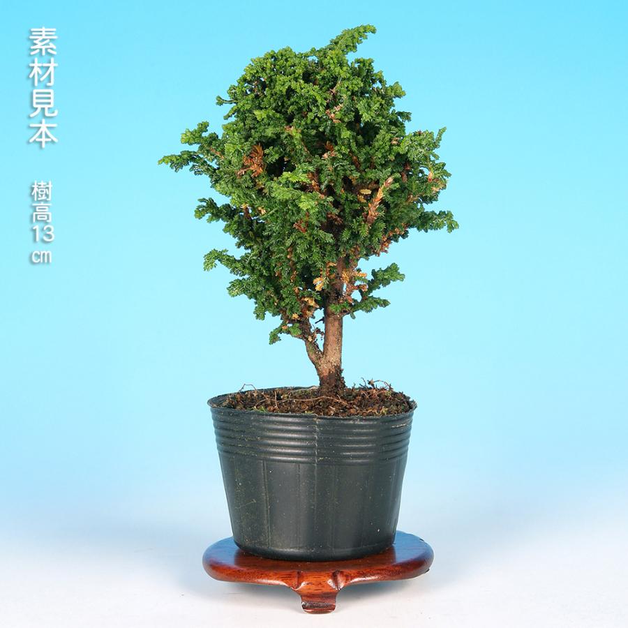石化桧　ヒノキ　3幹　ミニ盆栽　小品盆栽 盆栽 石化桧 セッカヒノキ 檜 ヒノキ 小品盆栽 ミニ盆栽 松柏盆栽