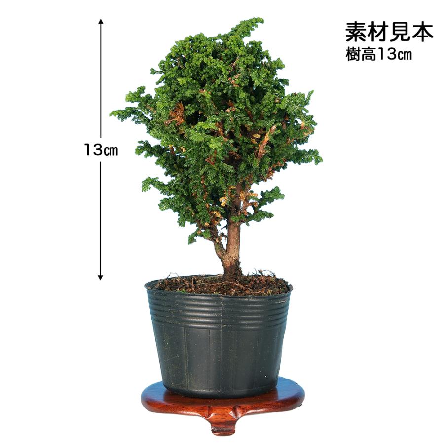 盆栽 石化桧 挿し木2年生 7.5cmポット入り 銀芽 檜 桧 ヒノキ