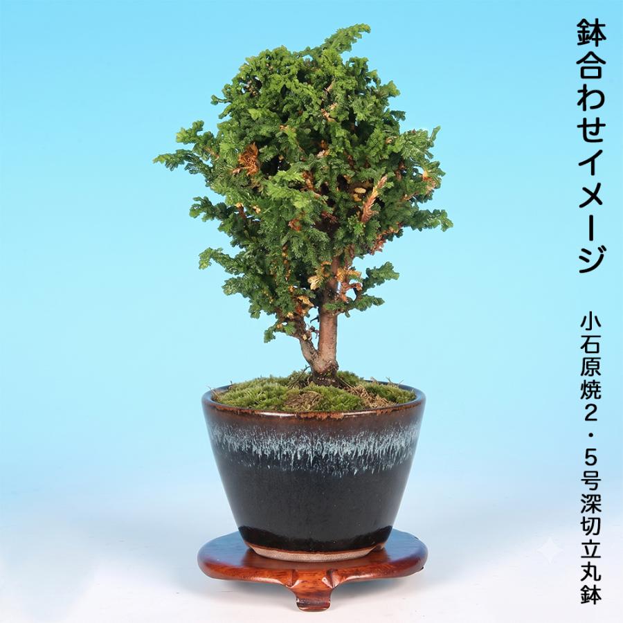 メ*ク様 石化桧盆栽　太幹　(検索用　石化ヒノキ、檜、真柏、黒松、五葉松、素材、 盆栽 石化桧 挿し木2年生 7.5cmポット入り 銀芽 檜 桧 ヒノキ