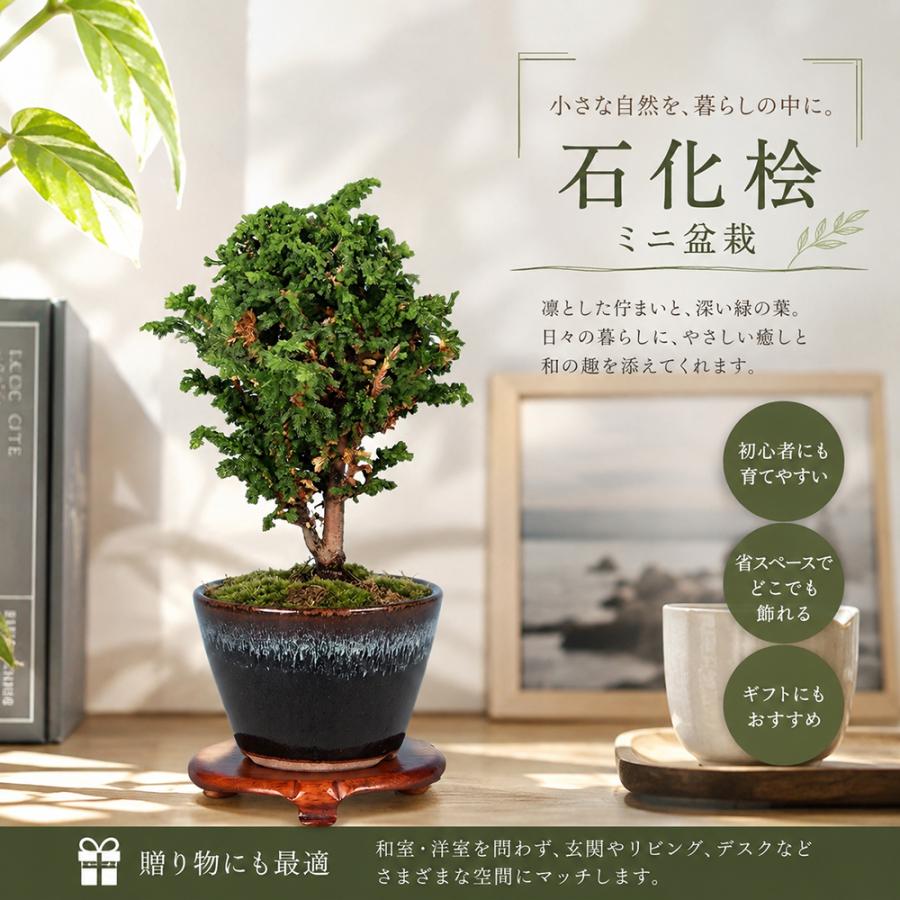 盆栽 石化桧 挿し木2年生 7.5cmポット入り 銀芽 檜 桧 ヒノキ